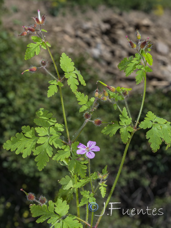 Geranium robertianum.23