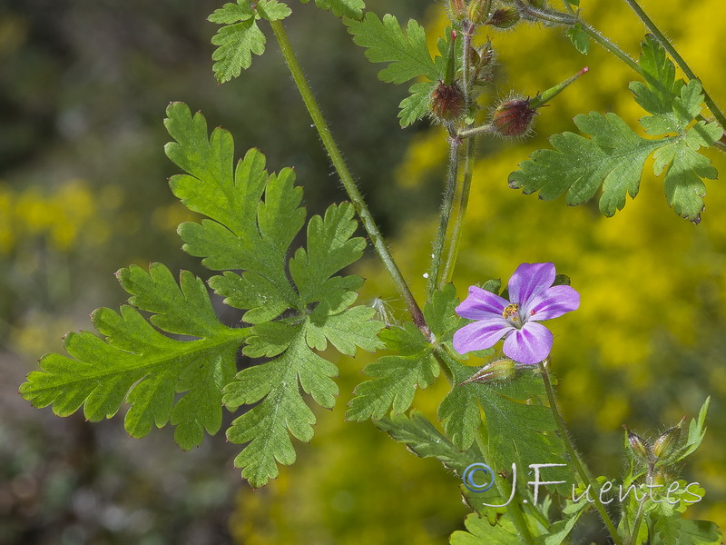 Geranium robertianum.24