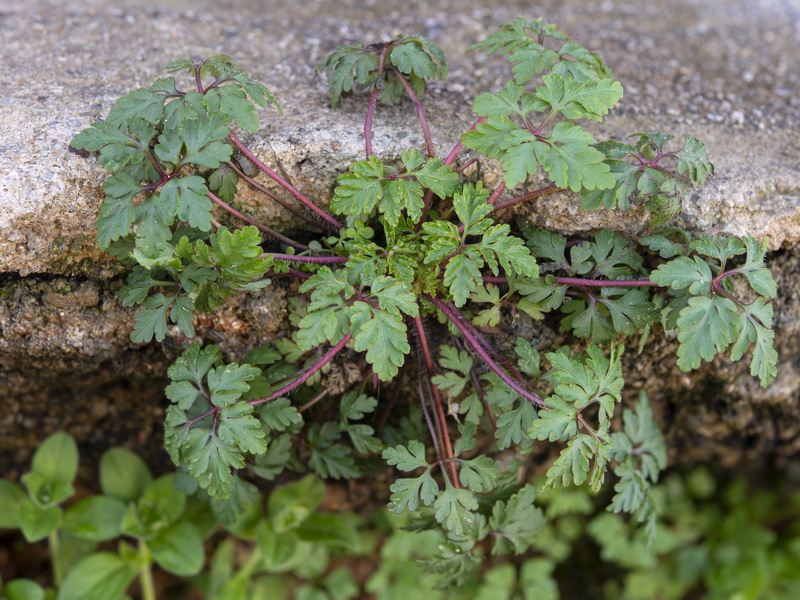 Geranium robertianum.26