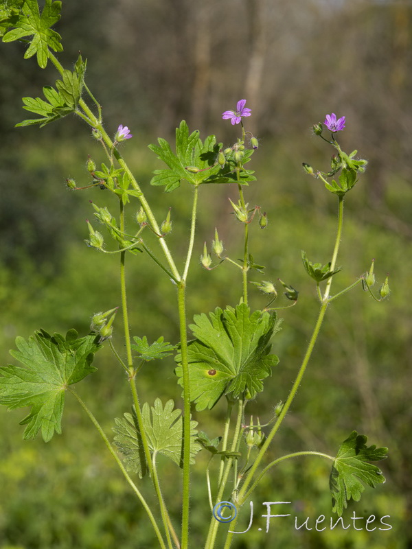 Geranium rotundifolium.02