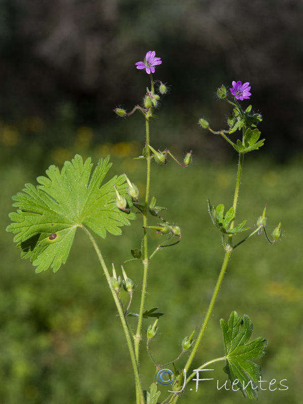 Geranium rotundifolium.04