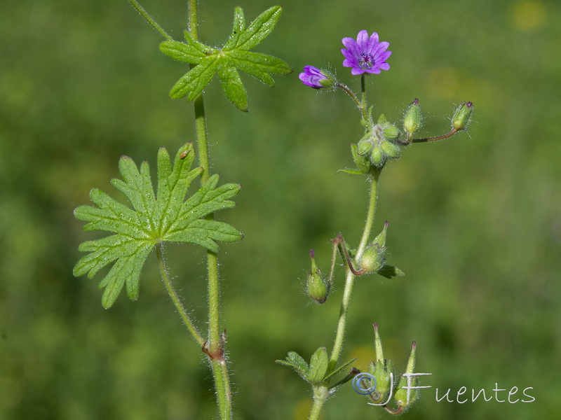 Geranium rotundifolium.09