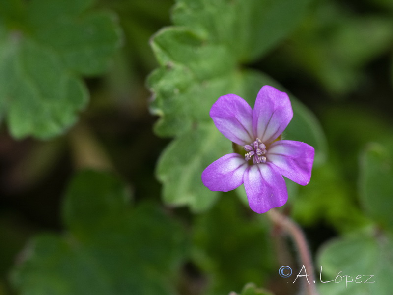 Geranium rotundifolium.10