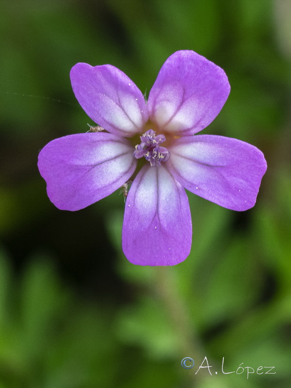 Geranium rotundifolium.12