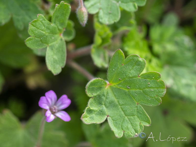 Geranium rotundifolium.13