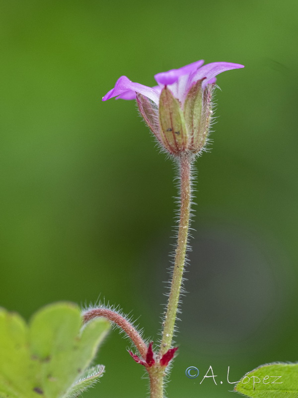 Geranium rotundifolium.15