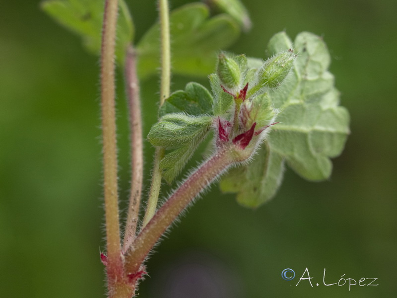 Geranium rotundifolium.16