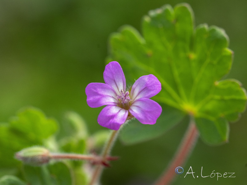 Geranium rotundifolium.18