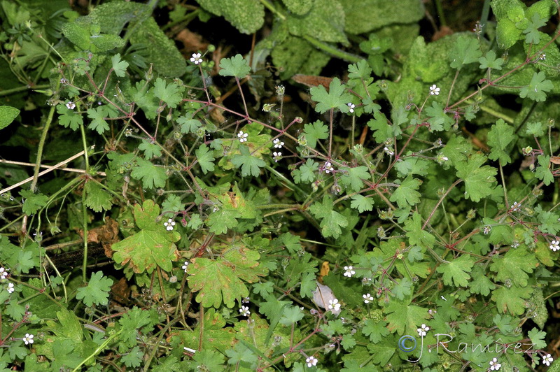 Geranium rotundifolium.19