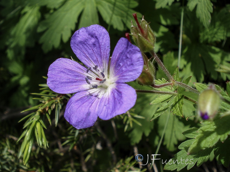 Geranium sylvaticum.01