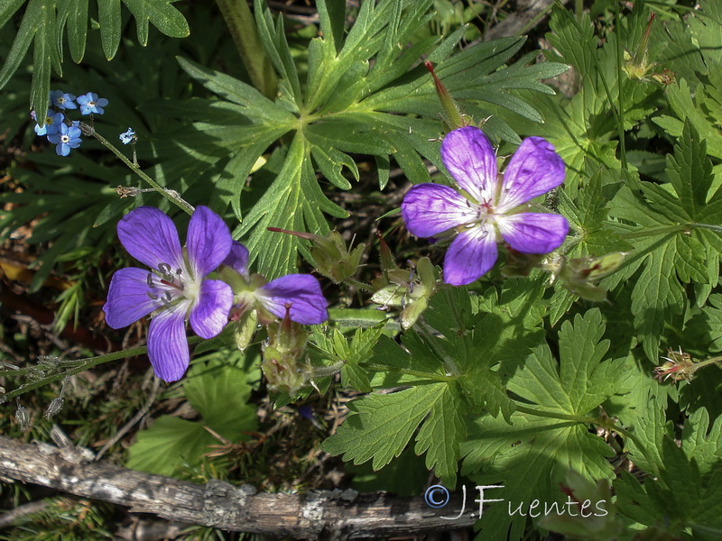 Geranium sylvaticum.02