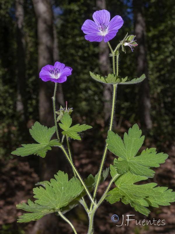 Geranium sylvaticum.04