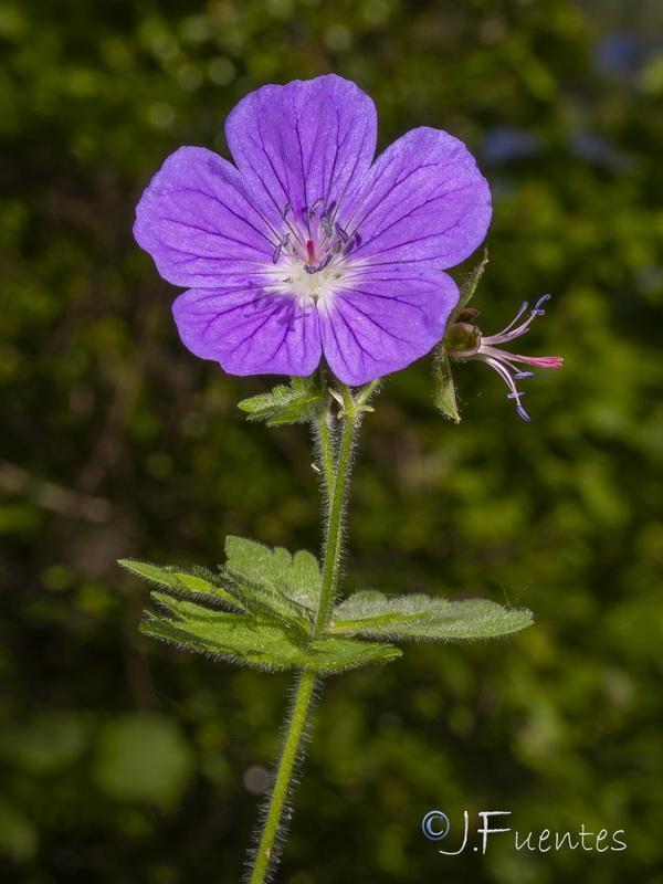 Geranium sylvaticum.06