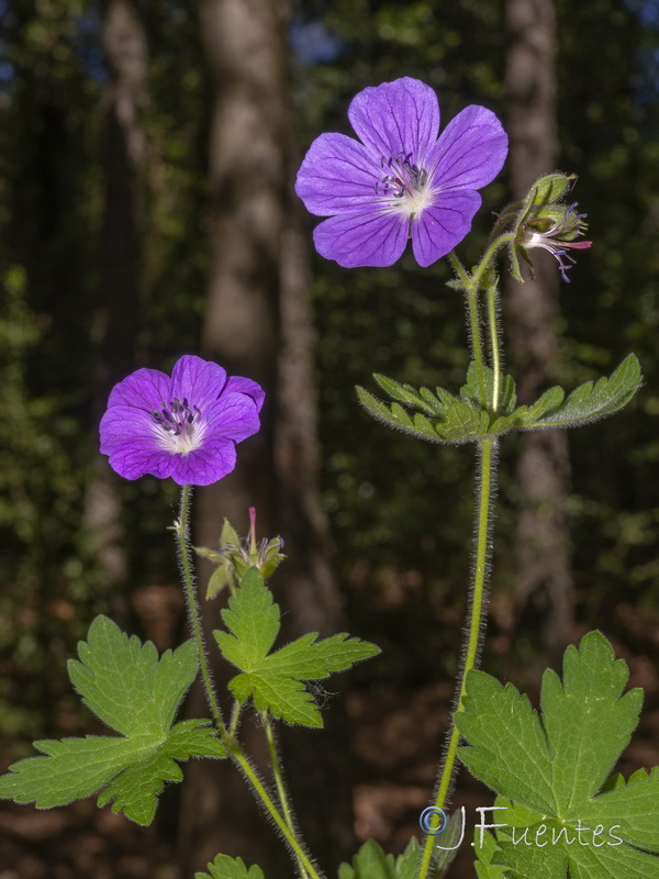 Geranium sylvaticum.07