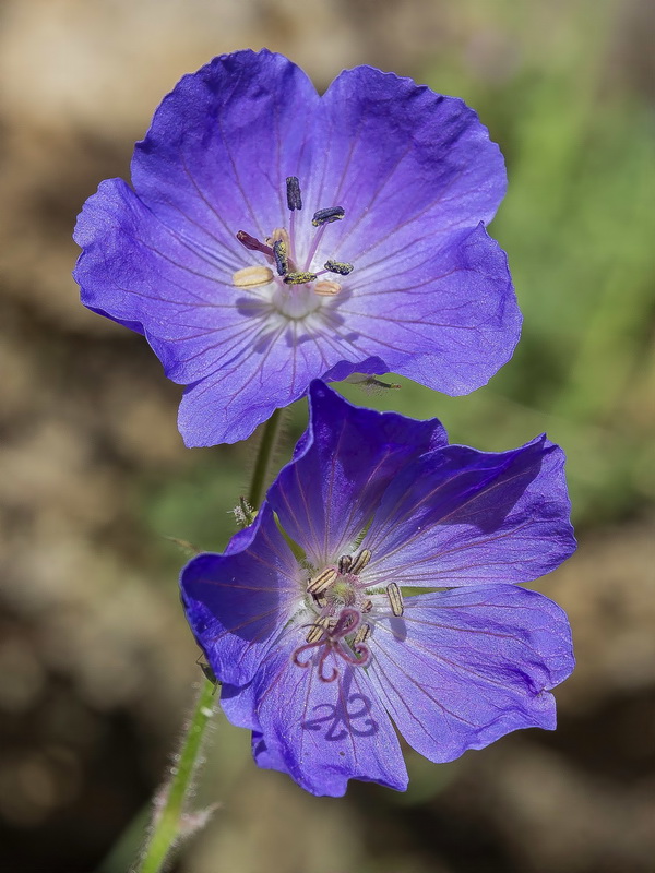 Geranium sylvaticum.08