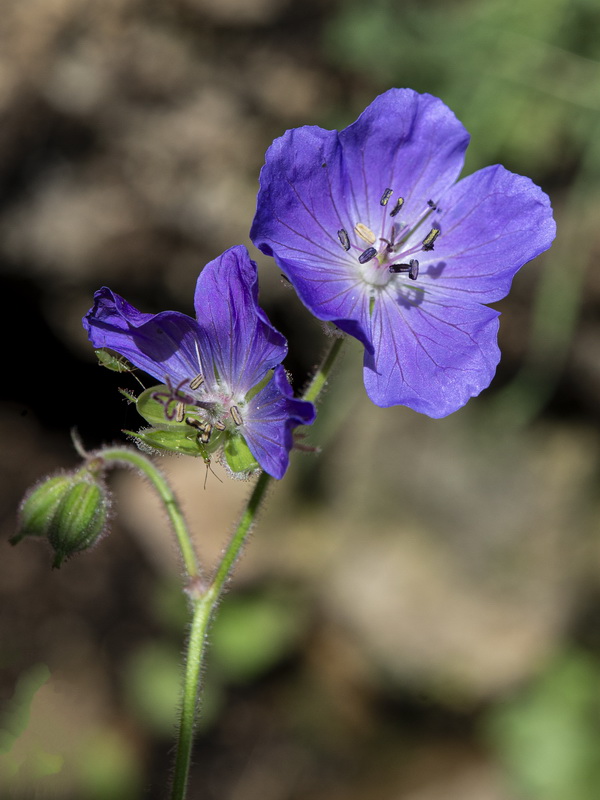 Geranium sylvaticum.09