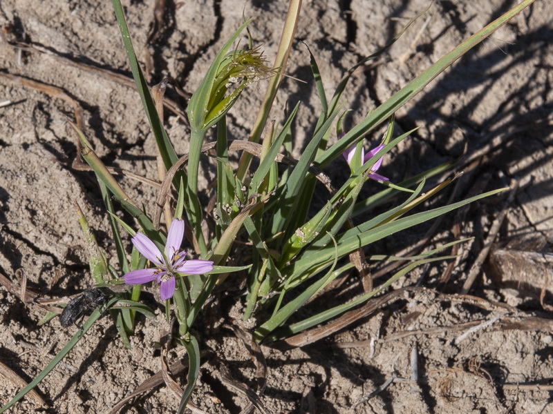 Geropogon hybridus.01