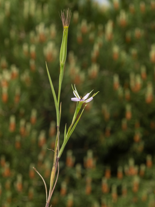 Geropogon hybridus.02