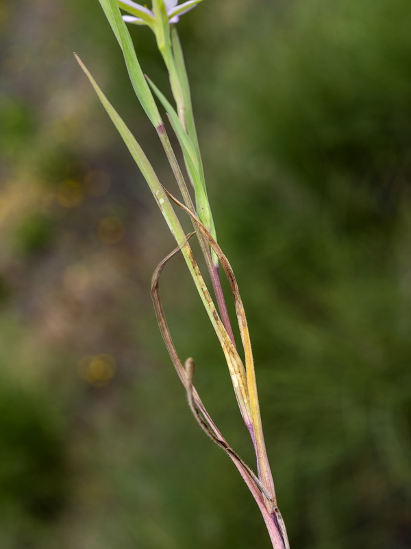Geropogon hybridus.03