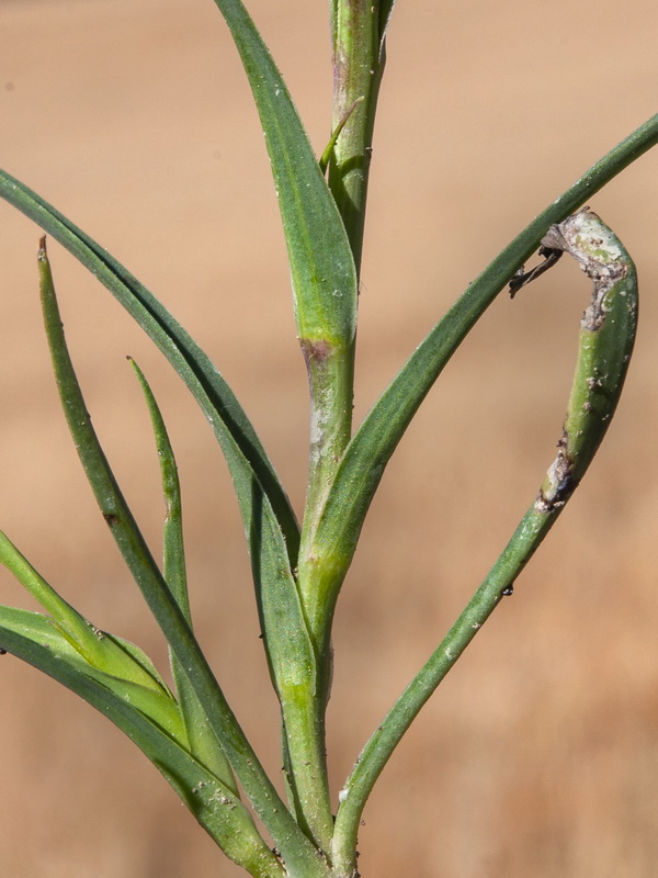 Geropogon hybridus.04