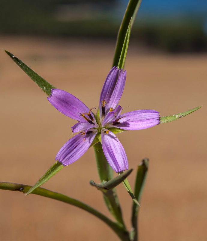 Geropogon hybridus.06