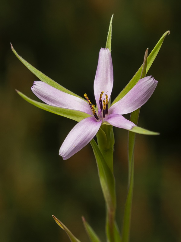 Geropogon hybridus.07