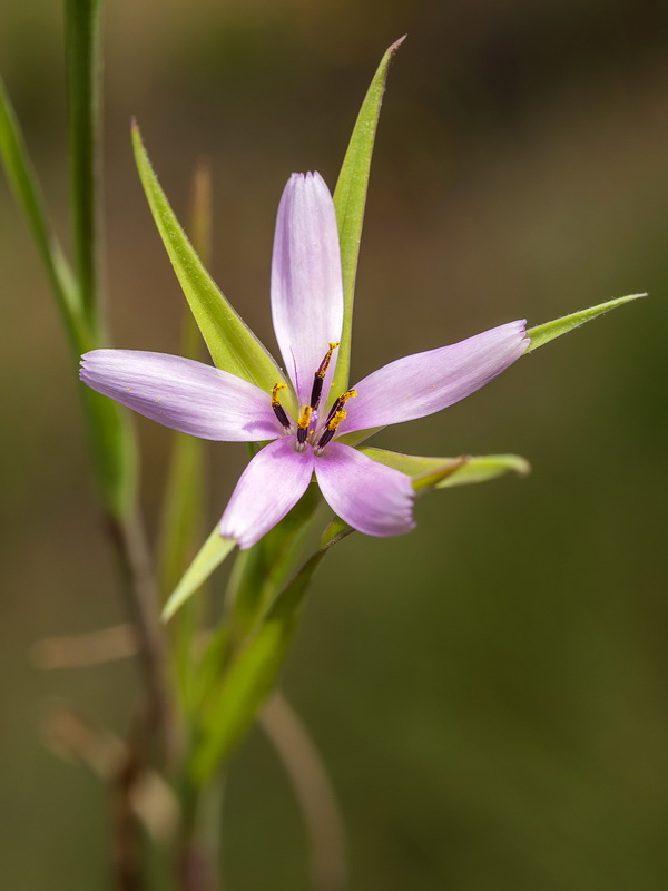 Geropogon hybridus.08