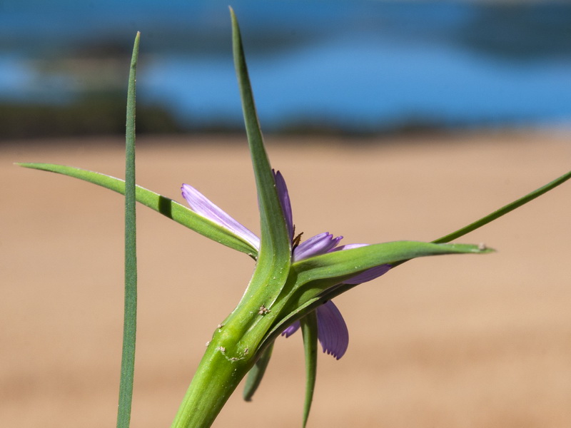 Geropogon hybridus.13