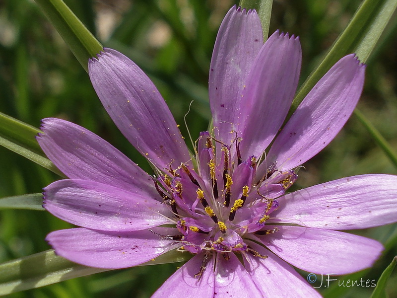 Geropogon hybridus.21