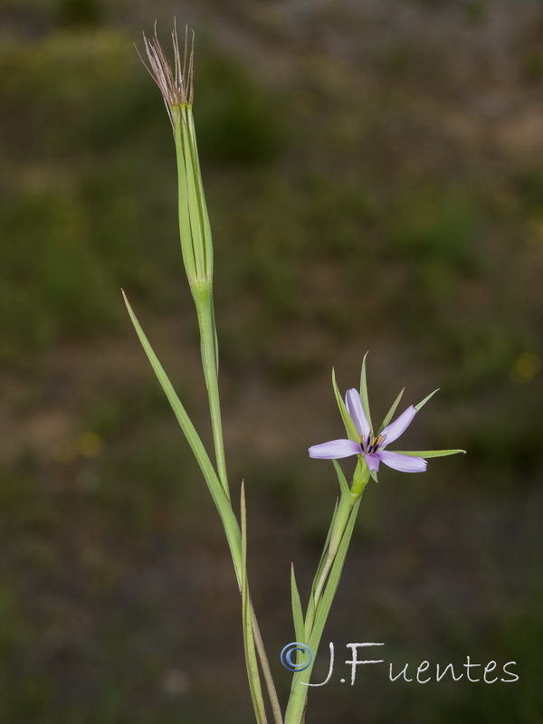 Geropogon hybridus.22