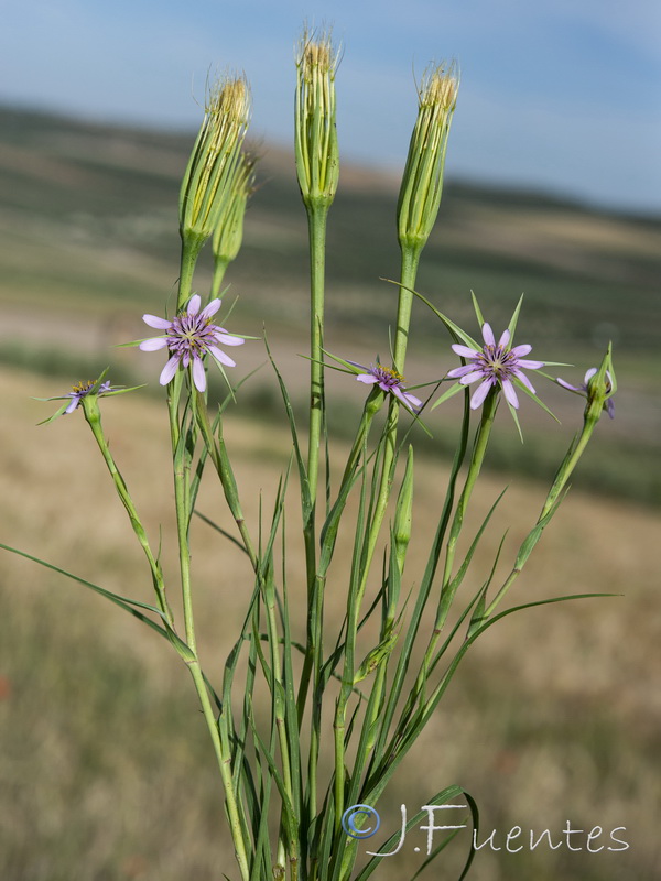 Geropogon hybridus.02