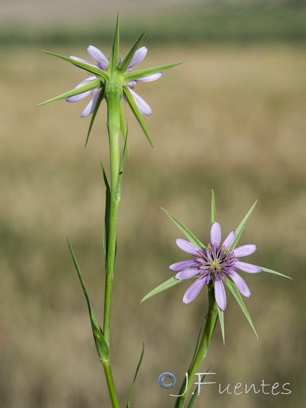 Geropogon hybridus.17