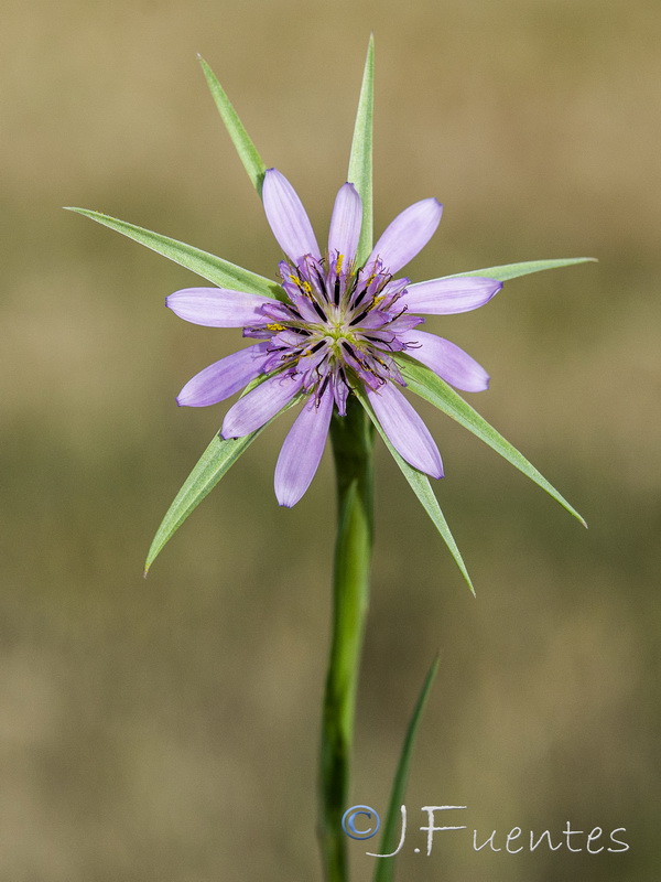 Geropogon hybridus.11