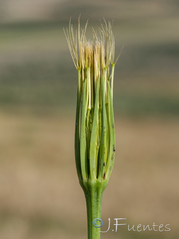 Geropogon hybridus.26
