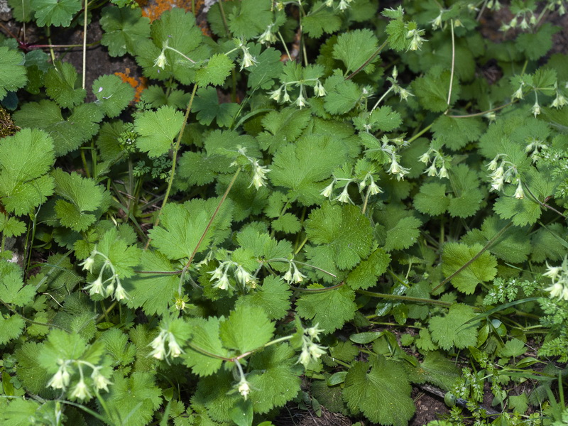 Geum heterocarpum.01