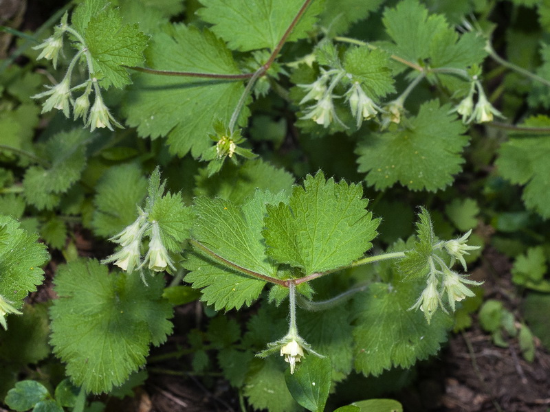 Geum heterocarpum.02