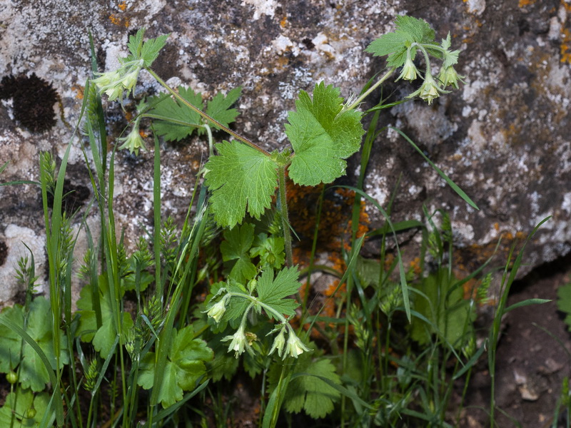 Geum heterocarpum.03