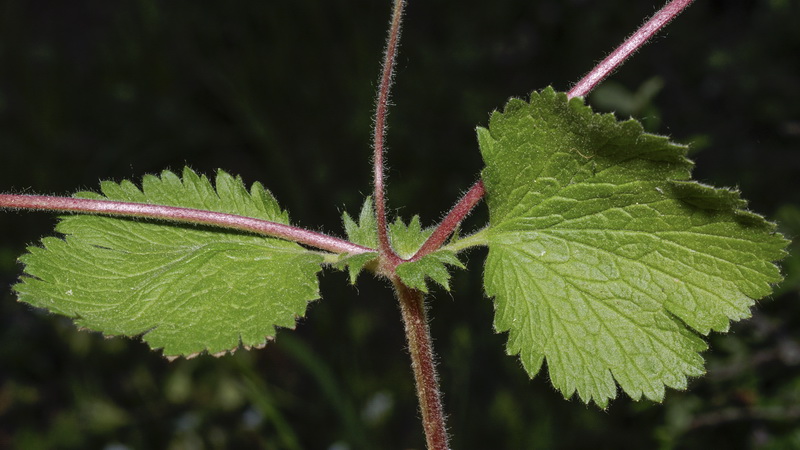 Geum heterocarpum.04