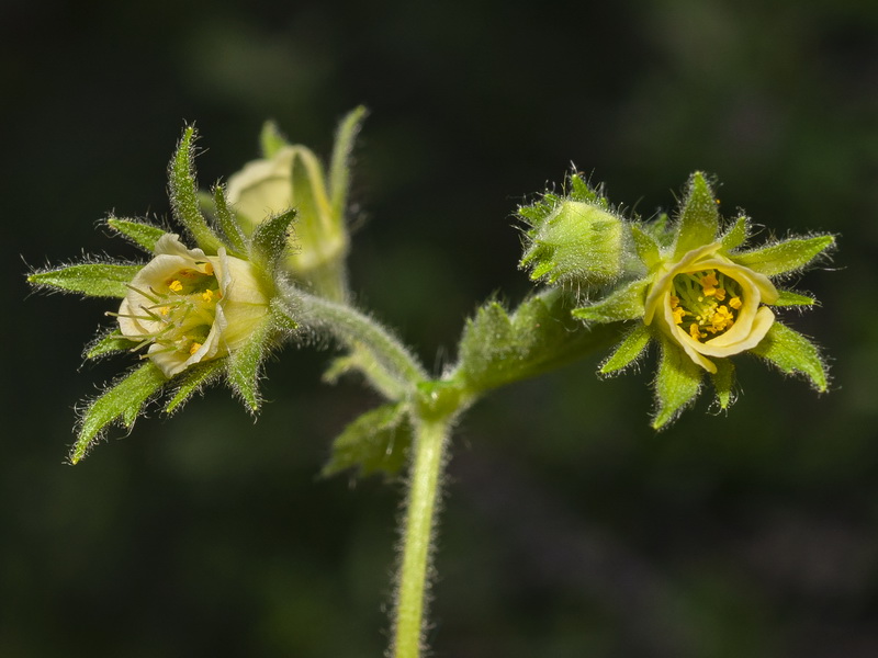 Geum heterocarpum.09