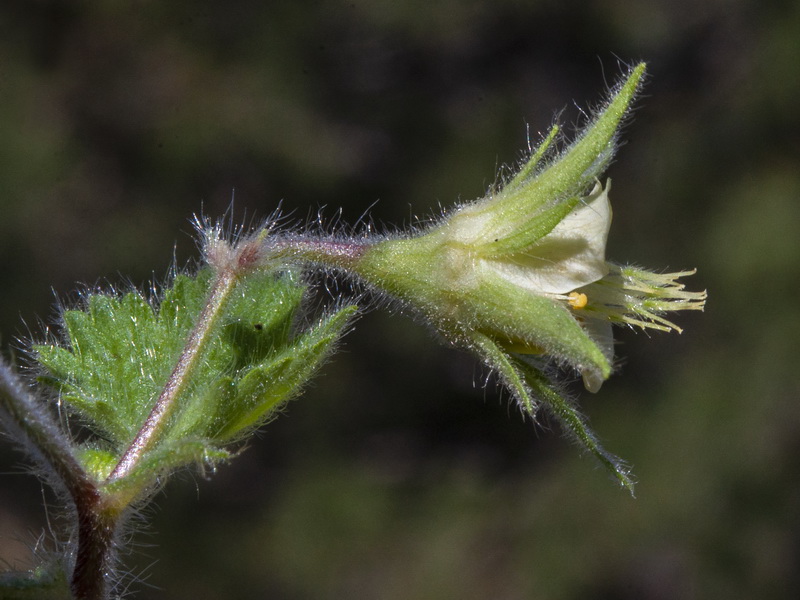 Geum heterocarpum.17