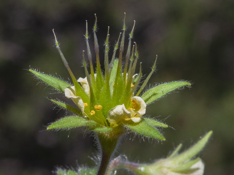 Geum heterocarpum.19