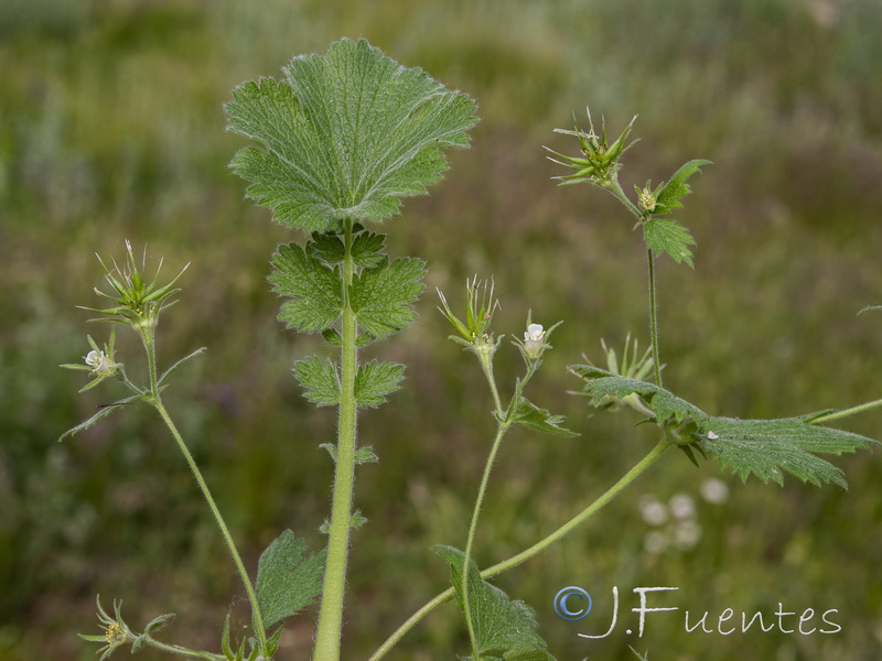 Geum heterocarpum.20