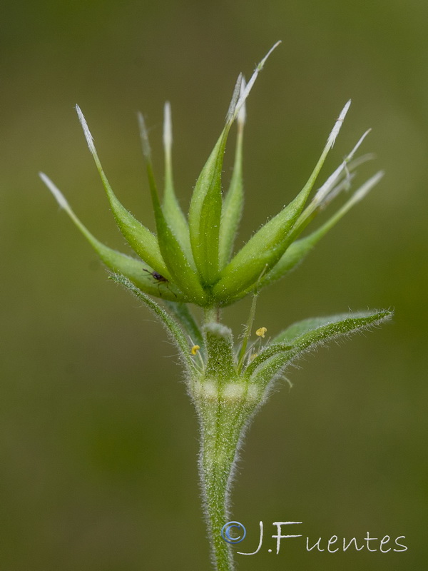 Geum heterocarpum.27