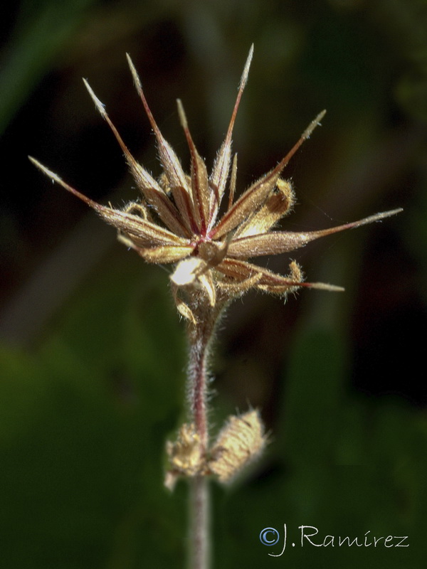 Geum heterocarpum.29