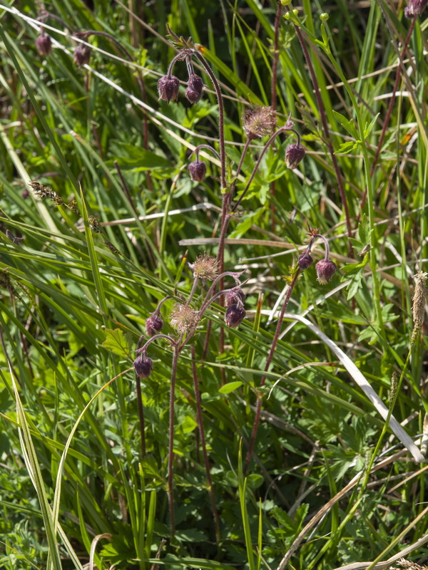 Geum rivale.01