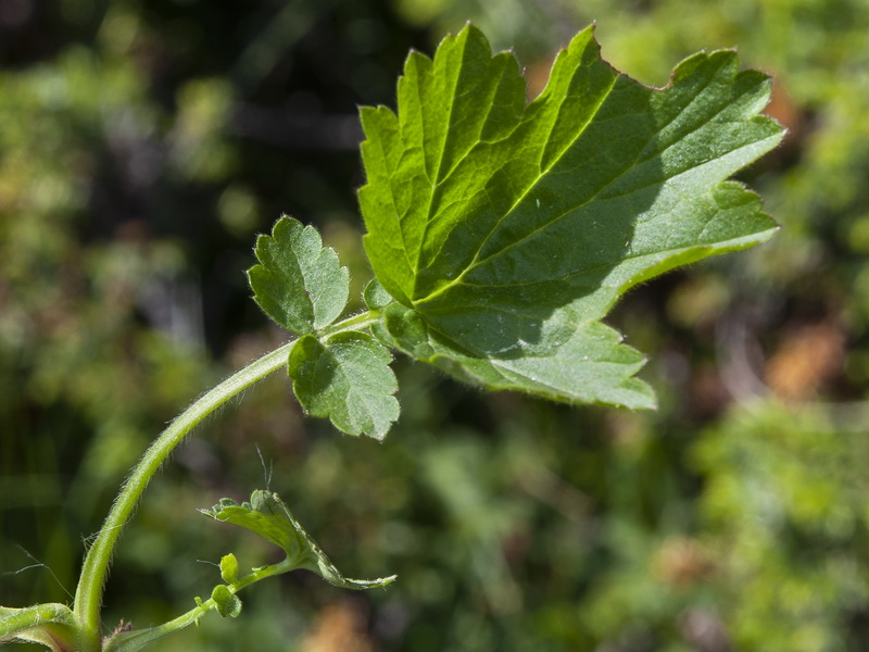 Geum rivale.05