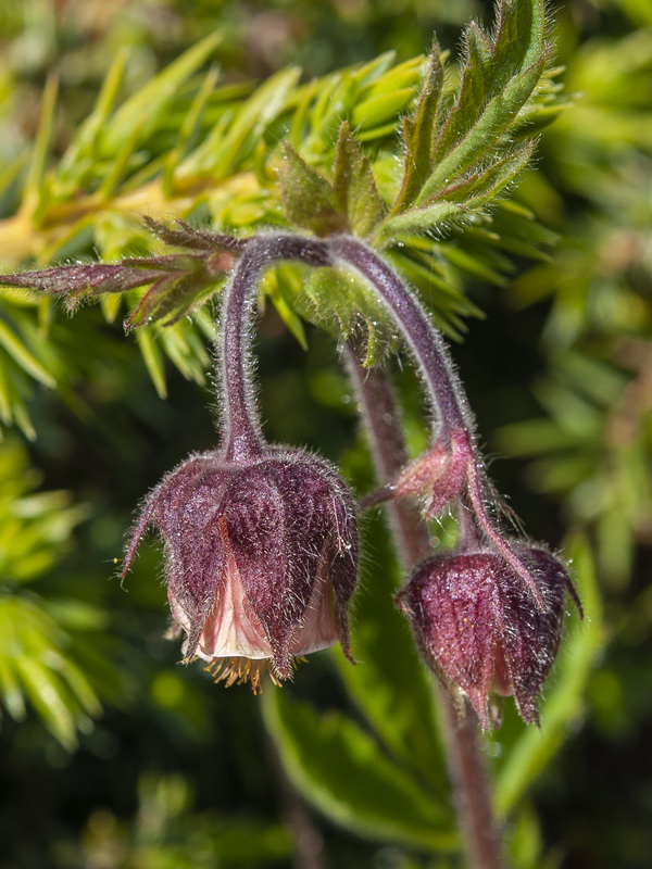 Geum rivale.09