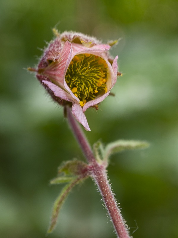 Geum rivale.11