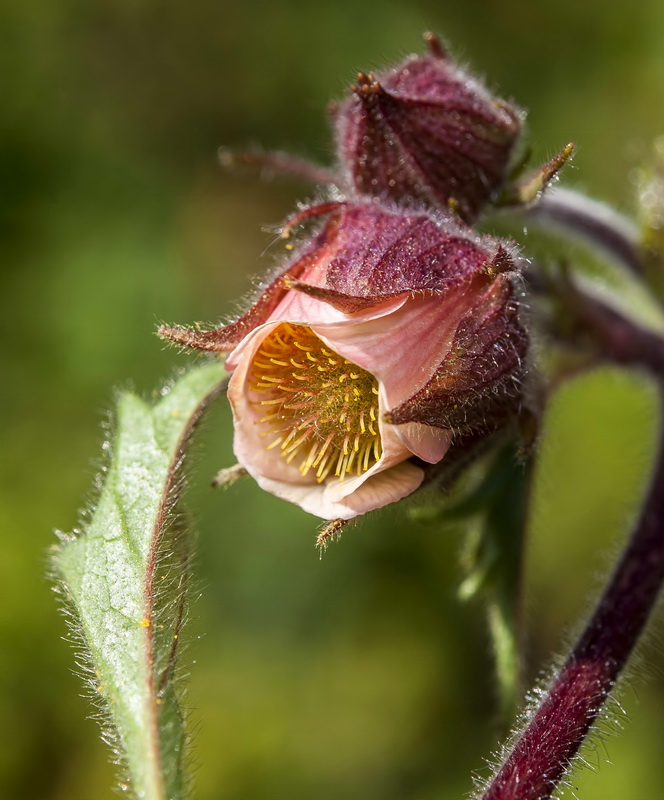 Geum rivale.12