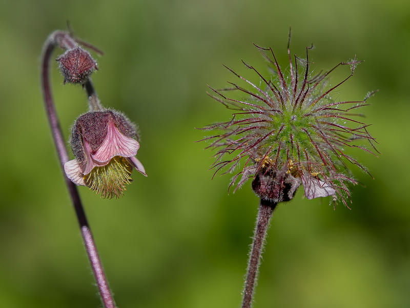 Geum rivale.07